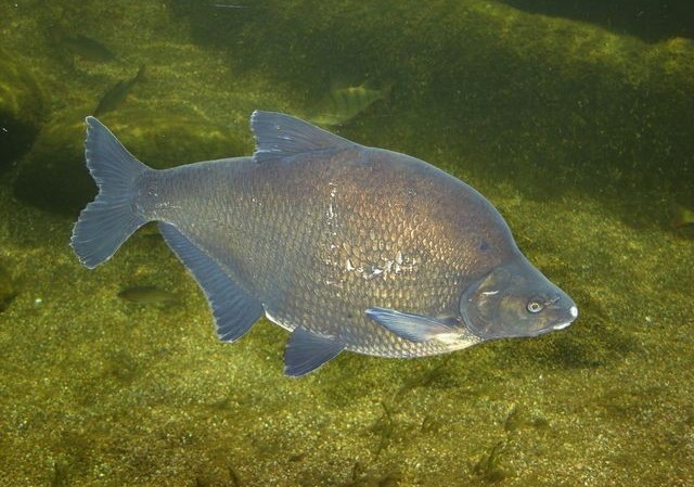 Cejn velký  (Abramis brama)